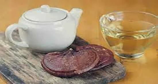 پرورش قارچ گانودرما در گلخانه