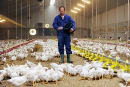 نرخ تورم سالانه در مرغداری‌های صنعتی به ۵۷.۸ رسید